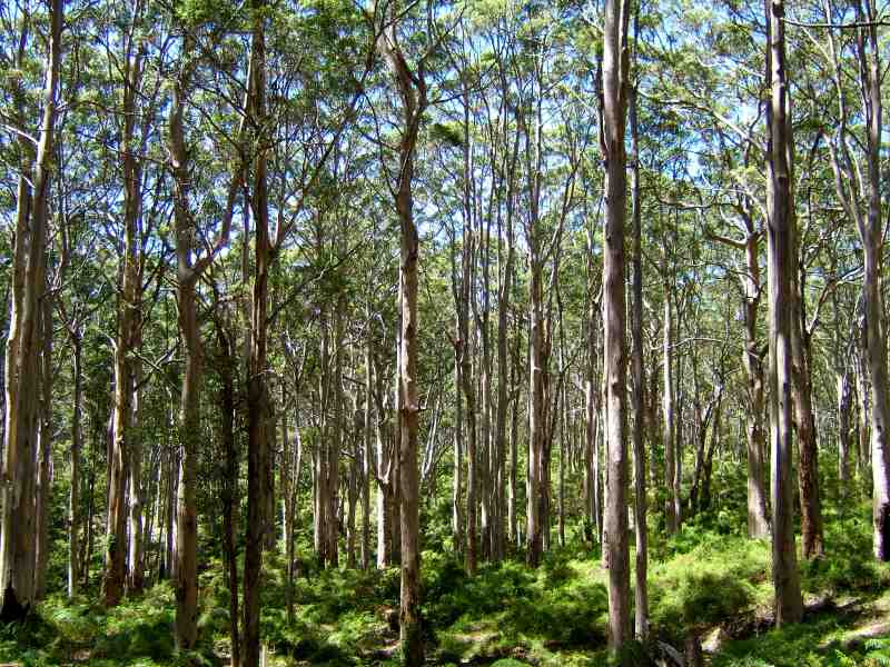 karri wald bei margaret river